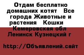 Отдам бесплатно домашних котят - Все города Животные и растения » Кошки   . Кемеровская обл.,Ленинск-Кузнецкий г.